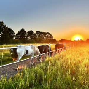 Paddock Paradise Online Beratung