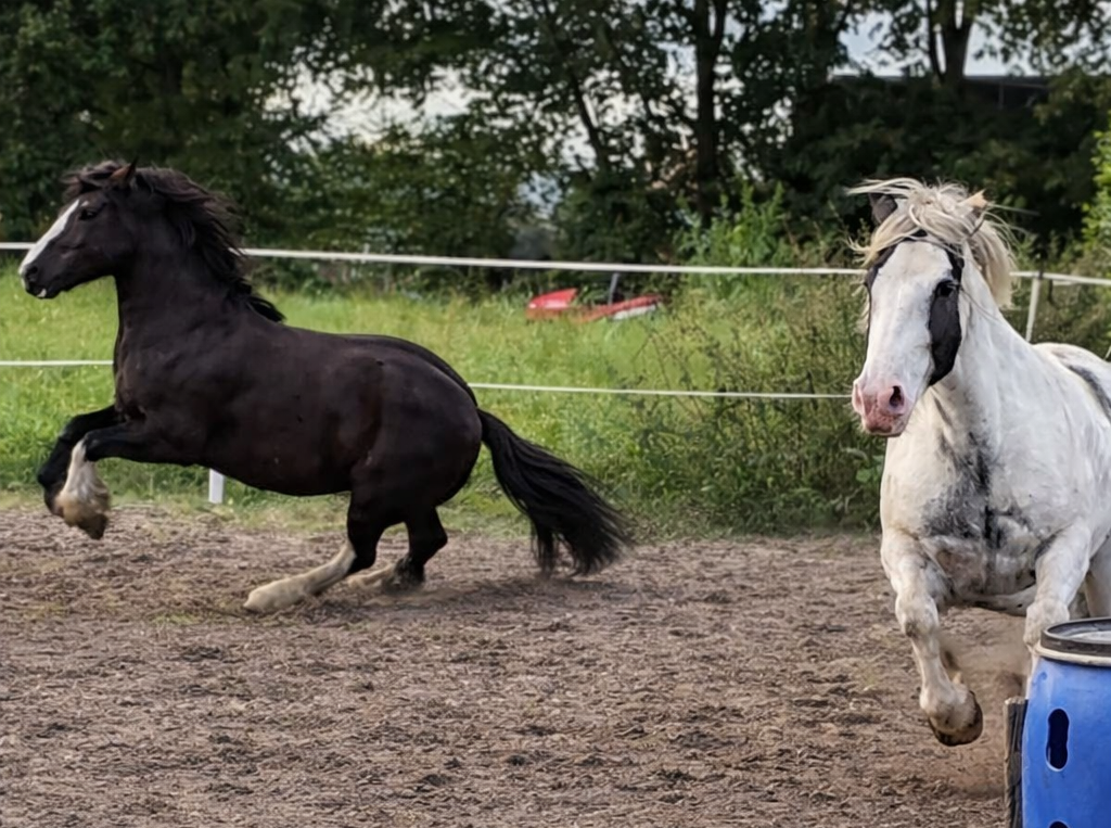 Wenn ein Pferd „explodiert“ – warum das kein schlechtes Benehmen ist
